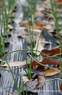 c0145453_1551148.jpg