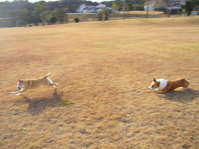 2007年12月10日(月)コーギーのクーちゃん猛追!_f0060461_13544169.jpg