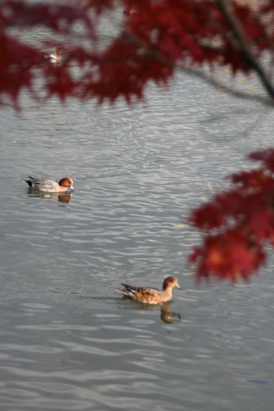 大覚寺・大沢池にて_b0055171_1712261.jpg