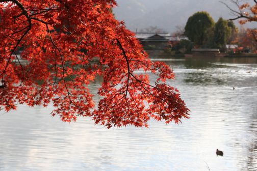 大覚寺・大沢池にて_b0055171_1713219.jpg