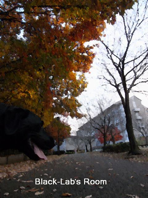 a0093592_1562013.jpg