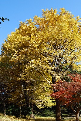 c0124100_15155867.jpg