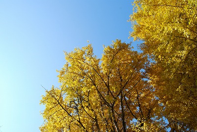 c0124100_1516106.jpg