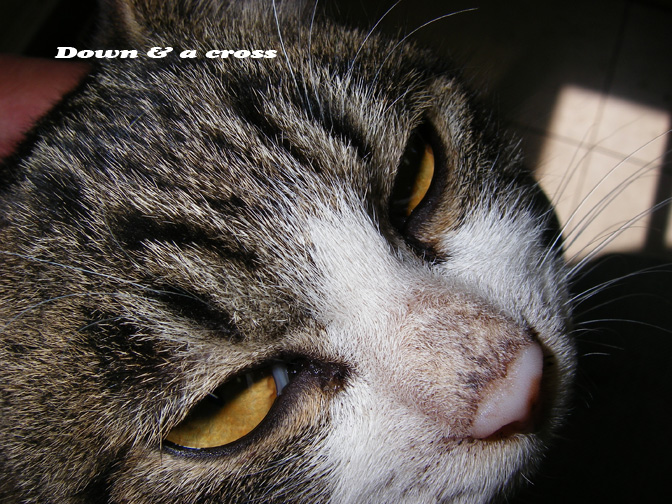 猫の額_c0095801_9344811.jpg