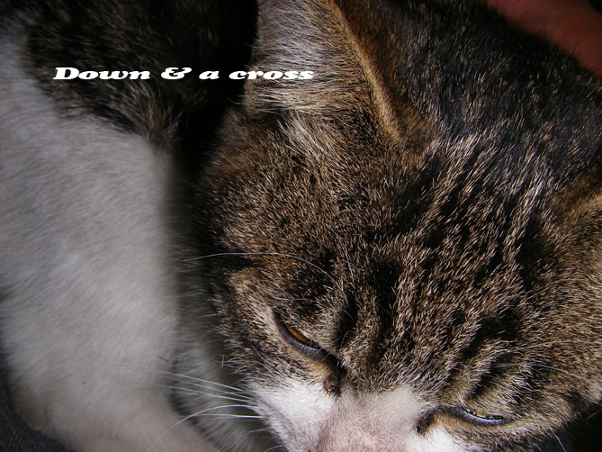 猫の額_c0095801_9362612.jpg