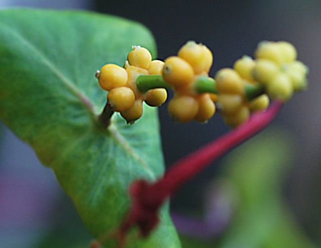 e0039703_22292565.jpg