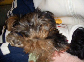 c0143711_12174468.gif
