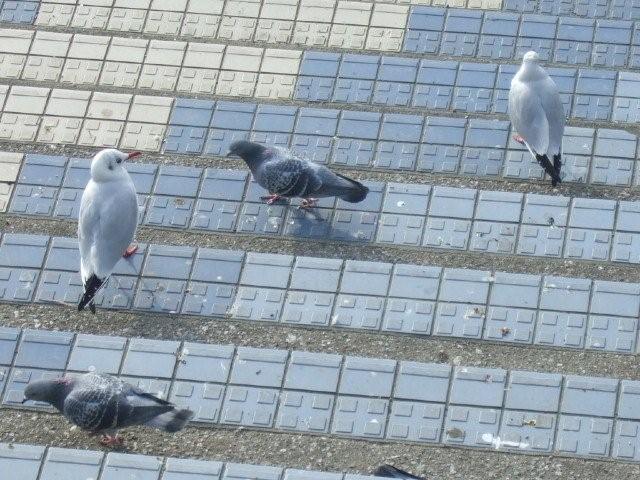 朝の鳥たち、人待ち顔のわんこの話_c0133013_0242795.jpg