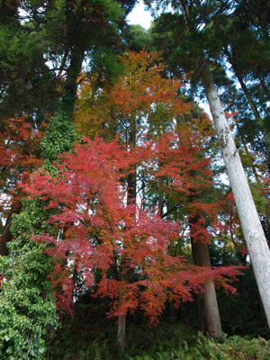 散歩しながら近所の紅葉を楽しむ_f0047524_21514322.jpg