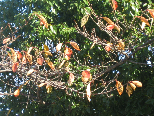b0088037_11394543.jpg