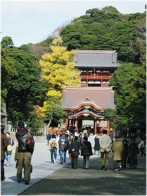 鶴岡八幡宮 紅葉情報その お散歩アルバム 深まる秋に