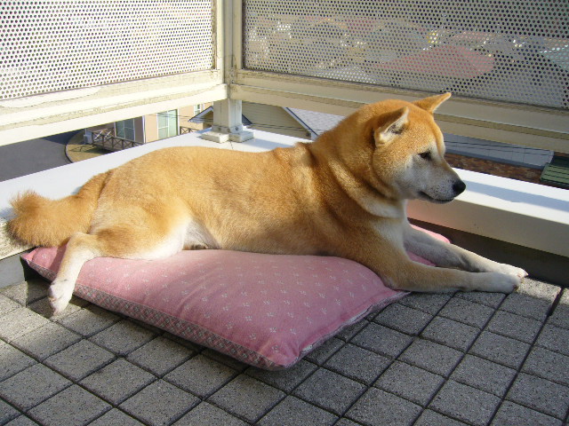 2007年12月11日(火)愛ちゃんの反逆!_f0060461_13324085.jpg