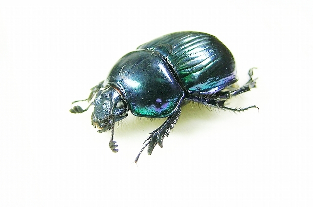 標本 オオセンチコガネ10頭、ルリセンチコガネ36頭、ミドリセンチ