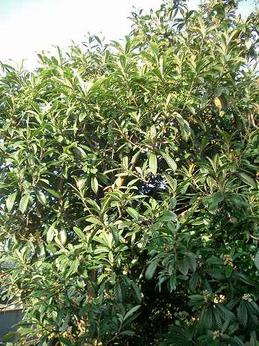 ビワ 枇杷 植物の生態散歩