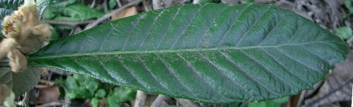 ビワ(枇杷)_c0085874_11594037.jpg