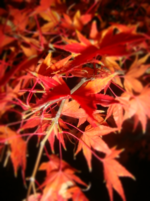 Foglie d\'autunno rosse ...奈良公園の紅葉_a0084885_16135880.jpg