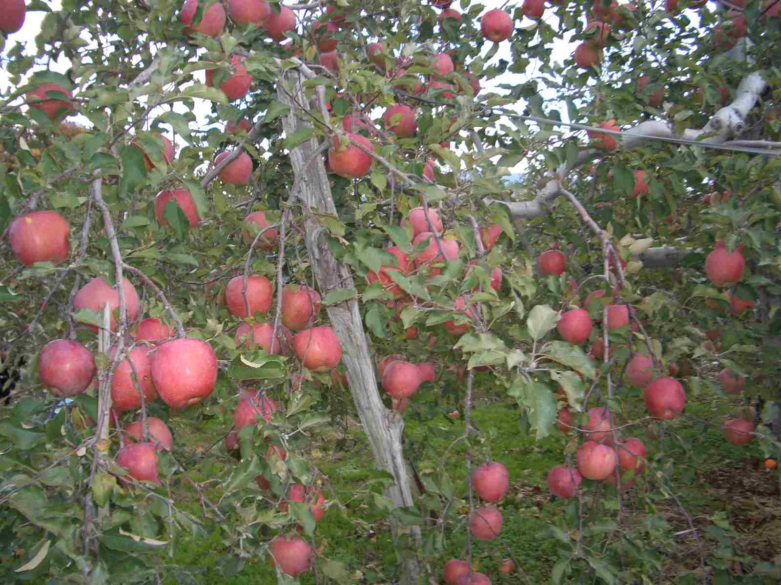 c0011796_21203750.jpg