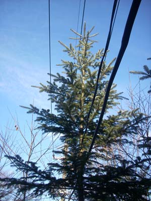 木の枝払いからクリスマスツリーに_e0120896_6501397.jpg