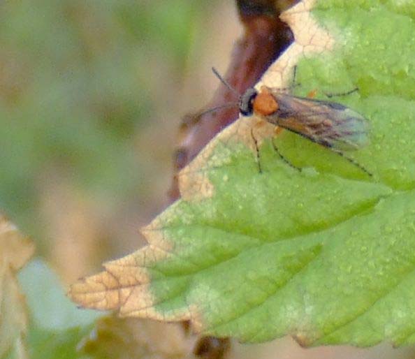 ラズベリーに多数生息してる虫_b0025008_1515960.jpg