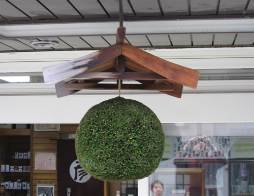 特大70㎝　目立つ　杉玉(酒林) 酒 林 を掛け替えました ｜ アキモト酒店