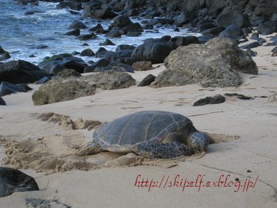 バイバイ HAWAII_c0134734_21403721.jpg