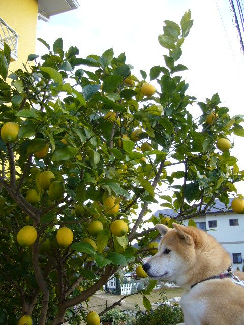 2007年12月12日(水)ご近所のクリスマス_f0060461_1438331.jpg