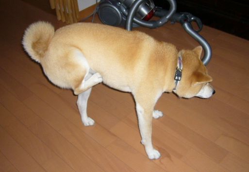 2007年12月12日(水)ご近所のクリスマス_f0060461_14423217.jpg