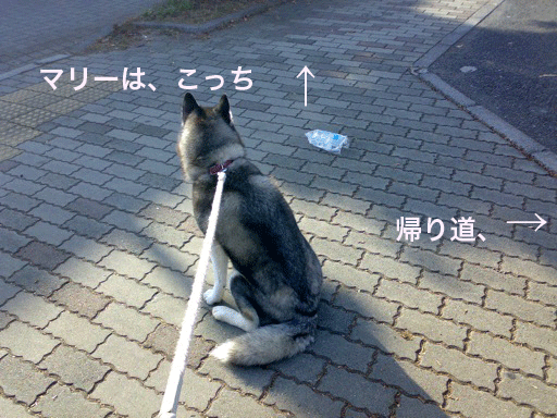 d0087675_12184052.gif