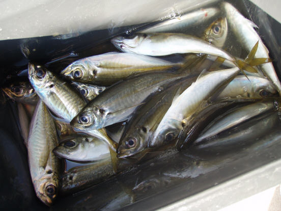 遠征3 アジ釣り 海のフライフィッシング カマス屋日記 遠征3 アジ釣り 海のフライフィッシング カマス屋日記