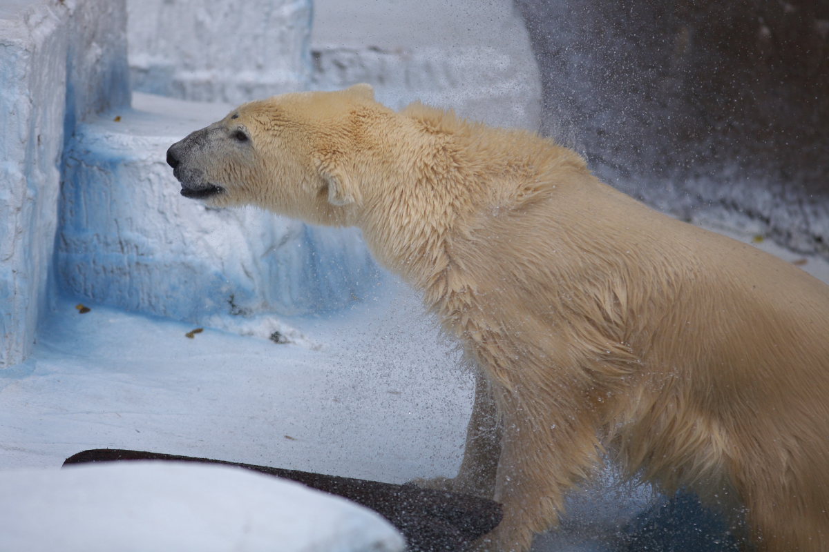 天王寺動物園２１９_c0088025_0345844.jpg