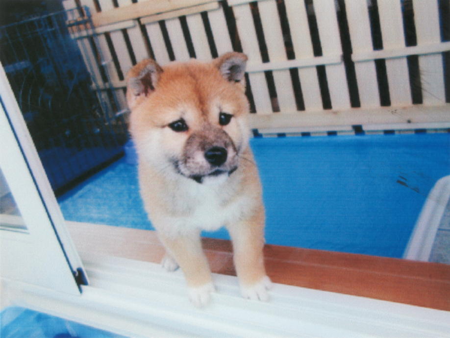 2007年12月13日(木)4歳になった愛ちゃん!_f0060461_15233391.jpg