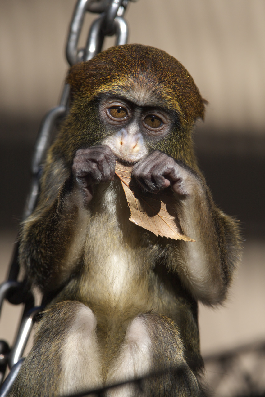 恩賜上野動物園48_e0060169_715917.jpg