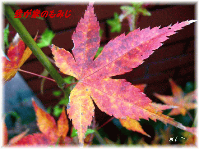 e0077875_102471.gif