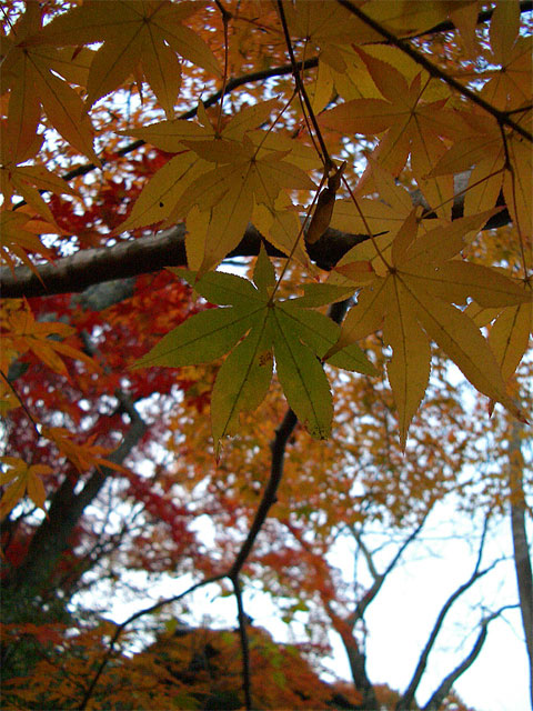 2007.12.02.....勝持寺_f0089079_23175243.jpg