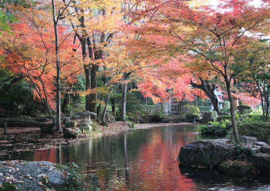 岐阜公園の紅葉_a0060882_724253.jpg