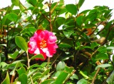 c0081883_23264560.jpg