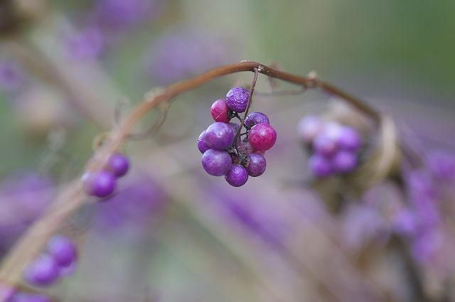 e0070891_1530205.jpg