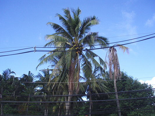 d0098396_1420548.jpg