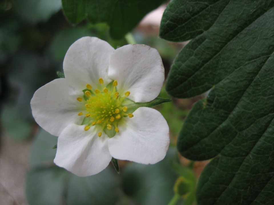 白い花 いちご Tokyo野菜 白い花 いちご Tokyo野菜