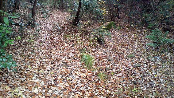 07.12.14(金) 紅葉のあとの_a0062810_1381161.jpg