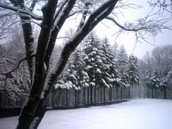 雪が降りました。_f0146620_2031813.jpg
