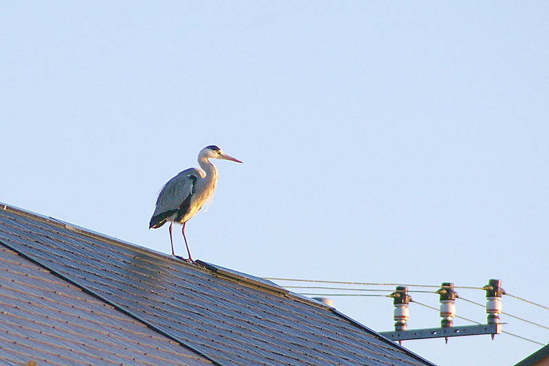 人家の屋根に蒼鷺_d0018223_9141352.jpg