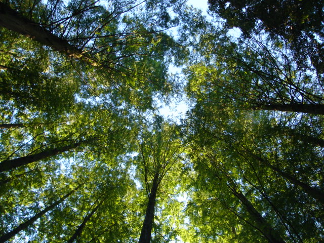 e0070728_22746.jpg