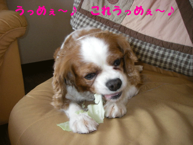 c0136838_2241677.gif