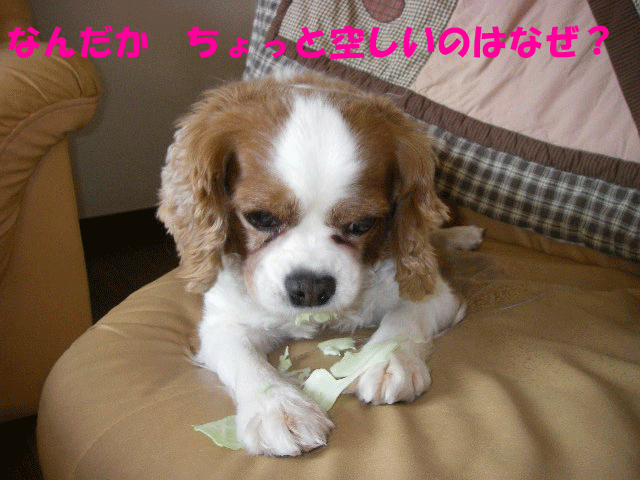 c0136838_22444785.gif