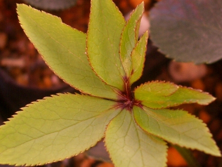 c0025140_21434977.jpg