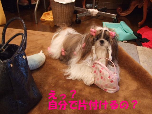 腕白おんなとお座敷犬_a0091448_065078.jpg