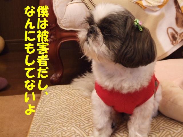 腕白おんなとお座敷犬_a0091448_07339.jpg