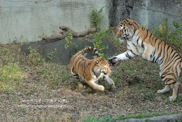 猫パンチ 動物園でお散歩