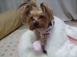 e0120072_21592117.jpg